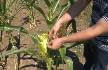 Agriculture